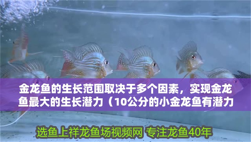 金龍魚的生長范圍取決于多個因素，實現金龍魚最大的生長潛力（10公分的小金龍魚有潛力生長到50-60厘米）