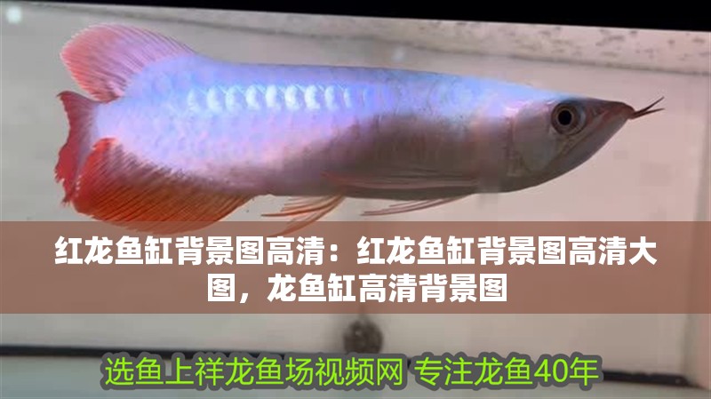 紅龍魚缸背景圖高清：紅龍魚缸背景圖高清大圖，龍魚缸高清背景圖