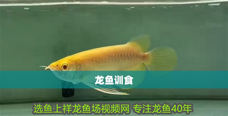 龍魚訓(xùn)食