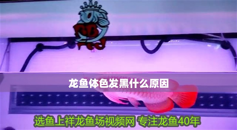 龍魚體色發黑什么原因