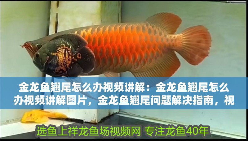 金龍魚翹尾怎么辦視頻講解：金龍魚翹尾怎么辦視頻講解圖片，金龍魚翹尾問題解決指南，視頻與圖片詳解