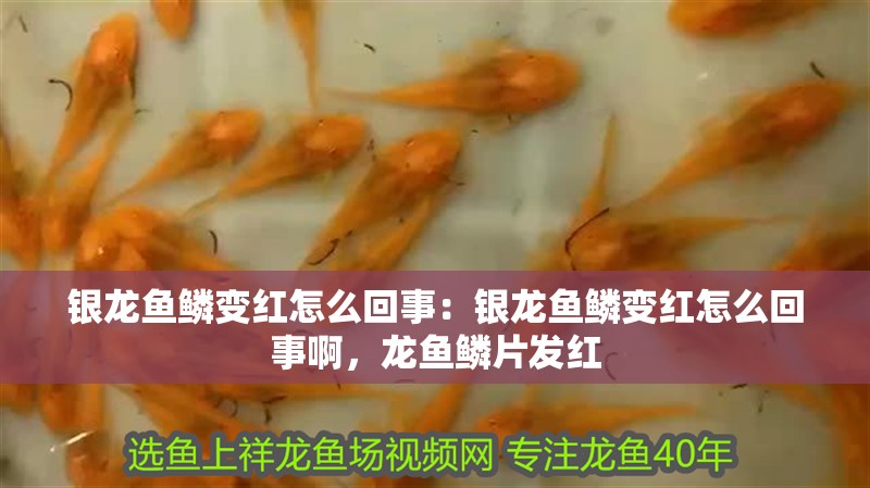 銀龍魚鱗變紅怎么回事：銀龍魚鱗變紅怎么回事啊，龍魚鱗片發紅