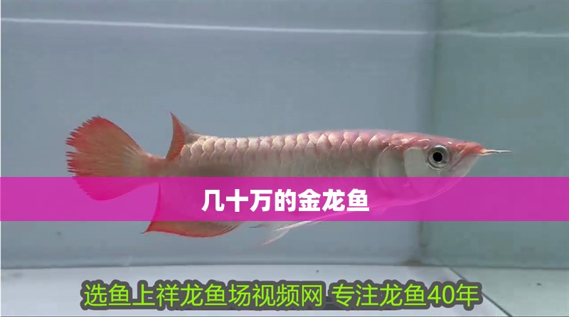 幾十萬的金龍魚 幾十萬的金龍魚 龍魚百科 第3張