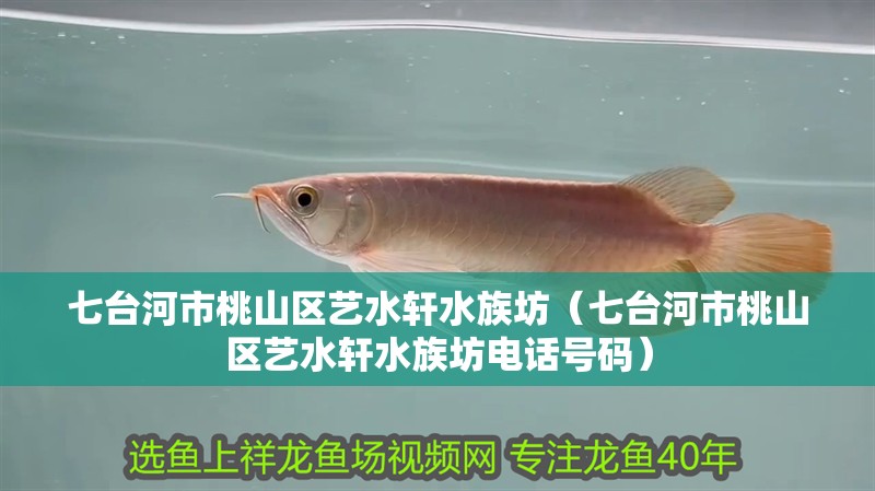 七臺河市桃山區藝水軒水族坊（七臺河市桃山區藝水軒水族坊電話號碼）