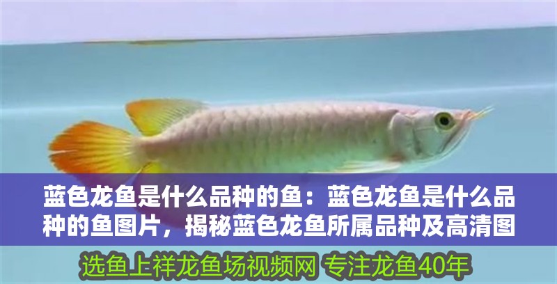 藍(lán)色龍魚是什么品種的魚：藍(lán)色龍魚是什么品種的魚圖片，揭秘藍(lán)色龍魚所屬品種及高清圖片