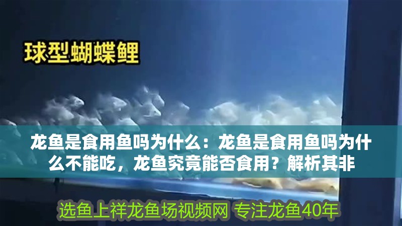 龍魚是食用魚嗎為什么：龍魚是食用魚嗎為什么不能吃，龍魚究竟能否食用？解析其非
