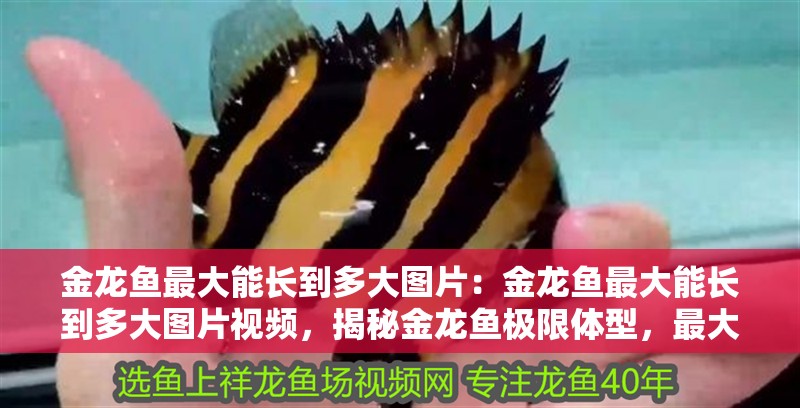 金龍魚最大能長到多大圖片：金龍魚最大能長到多大圖片視頻，揭秘金龍魚極限體型，最大生長尺寸圖片與視頻全
