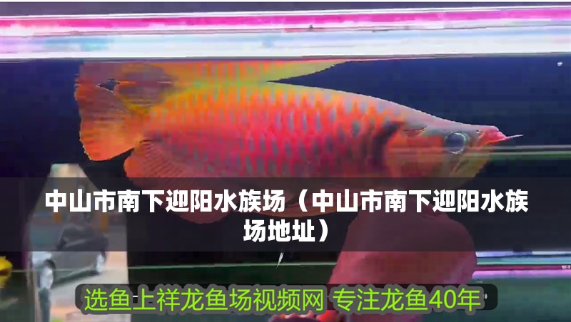中山市南下迎陽水族場(chǎng)（中山市南下迎陽水族場(chǎng)地址）