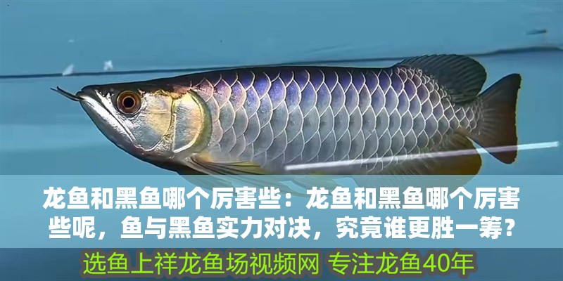 龍魚和黑魚哪個厲害些：龍魚和黑魚哪個厲害些呢，魚與黑魚實力對決，究竟誰更勝一籌？