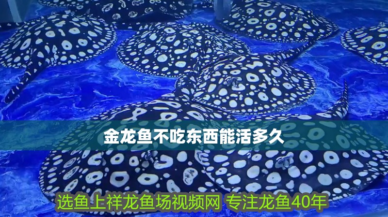 金龍魚不吃東西能活多久