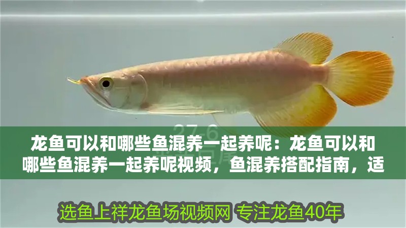 龍魚可以和哪些魚混養一起養呢：龍魚可以和哪些魚混養一起養呢視頻，魚混養搭配指南，適合與龍魚共處的魚類推薦