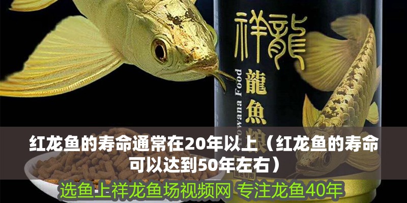 紅龍魚的壽命通常在20年以上（紅龍魚的壽命可以達到50年左右） 紅龍魚的壽命通常在20年以上（紅龍魚的壽命可以達到50年左右） 龍魚百科 第4張