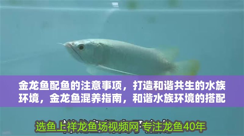 金龍魚配魚的注意事項，打造和諧共生的水族環(huán)境，金龍魚混養(yǎng)指南，和諧水族環(huán)境的搭配技巧