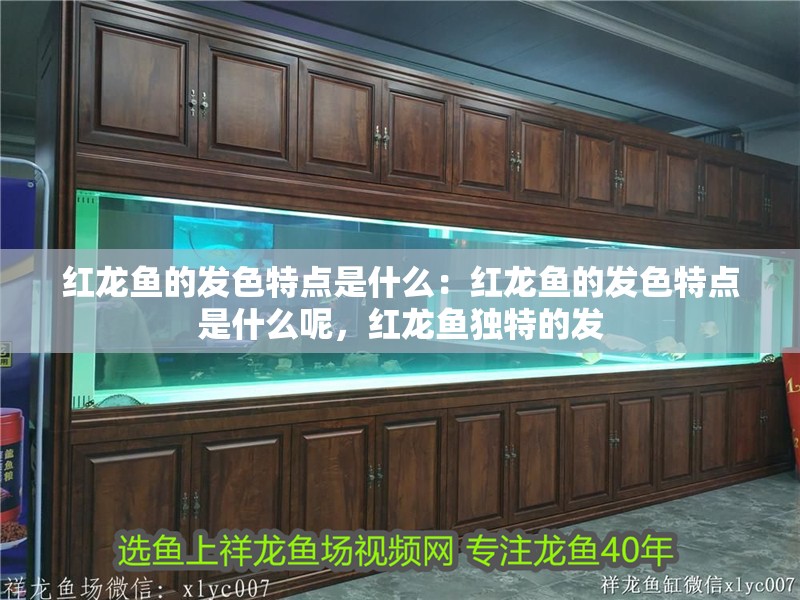 紅龍魚的發色特點是什么：紅龍魚的發色特點是什么呢，紅龍魚獨特的發