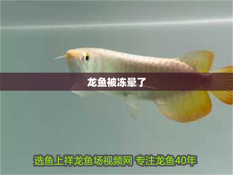 龍魚被凍暈了