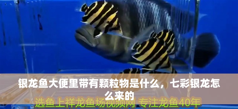 銀龍魚(yú)大便里帶有顆粒物是什么，七彩銀龍?jiān)趺磥?lái)的 銀龍魚(yú)大便里帶有顆粒物是什么，七彩銀龍?jiān)趺磥?lái)的 銀龍魚(yú)百科