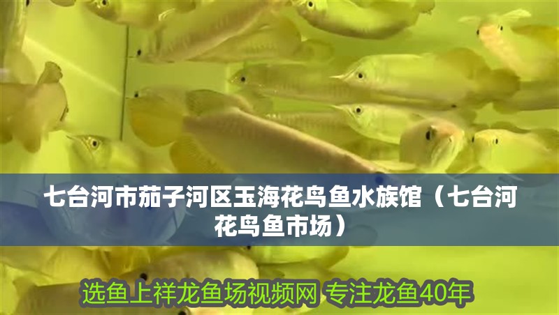 七臺河市茄子河區玉海花鳥魚水族館（七臺河花鳥魚市場）