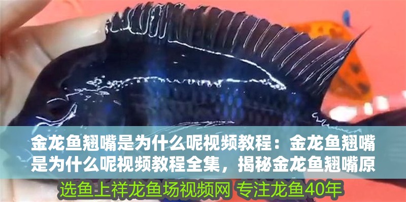 金龍魚翹嘴是為什么呢視頻教程：金龍魚翹嘴是為什么呢視頻教程全集，揭秘金龍魚翹嘴原因，視頻