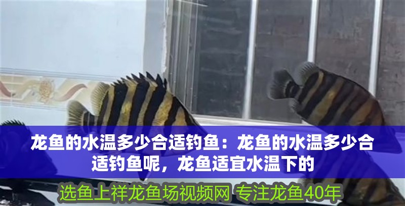 龍魚的水溫多少合適釣魚：龍魚的水溫多少合適釣魚呢，龍魚適宜水溫下的