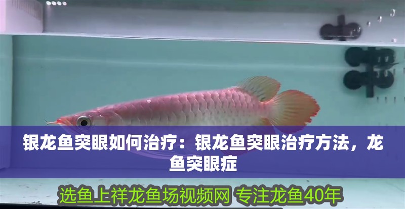 銀龍魚突眼如何治療：銀龍魚突眼治療方法，龍魚突眼癥