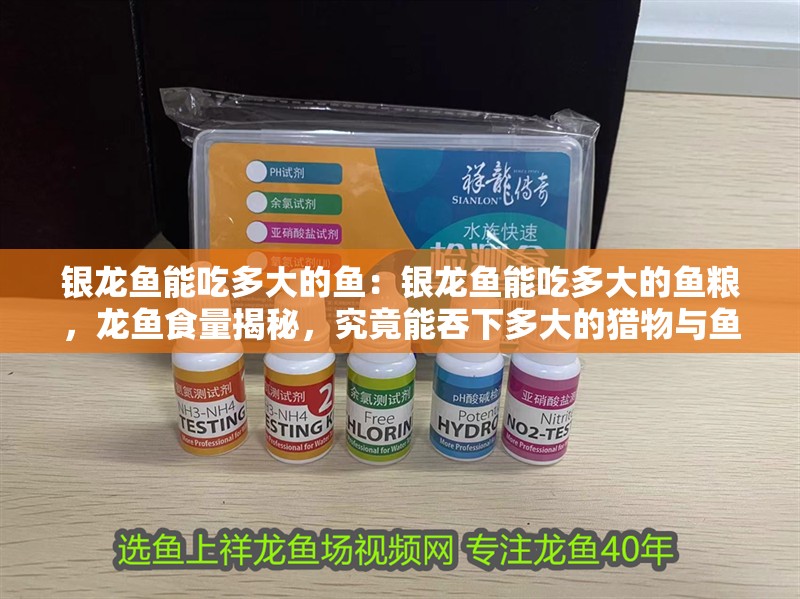 銀龍魚能吃多大的魚：銀龍魚能吃多大的魚糧，龍魚食量揭秘，究竟能吞下多大的獵物與魚