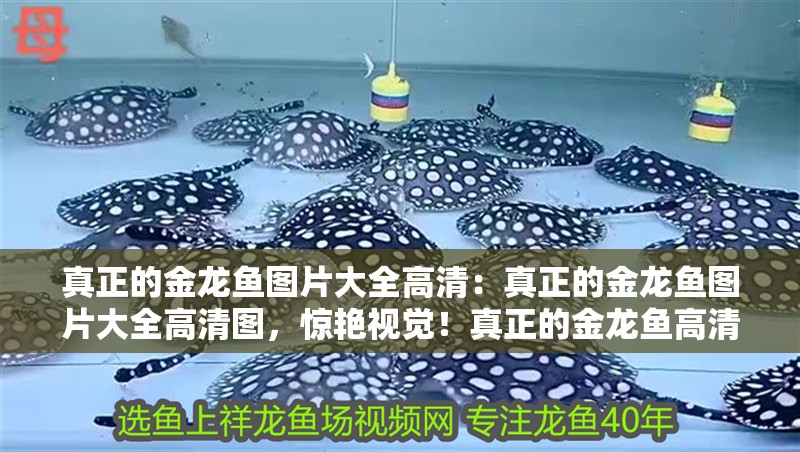 真正的金龍魚圖片大全高清：真正的金龍魚圖片大全高清圖，驚艷視覺！真正的金龍魚高清圖片