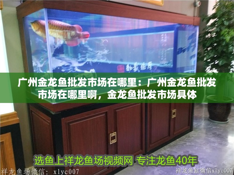 廣州金龍魚批發市場在哪里：廣州金龍魚批發市場在哪里啊，金龍魚批發市場具體