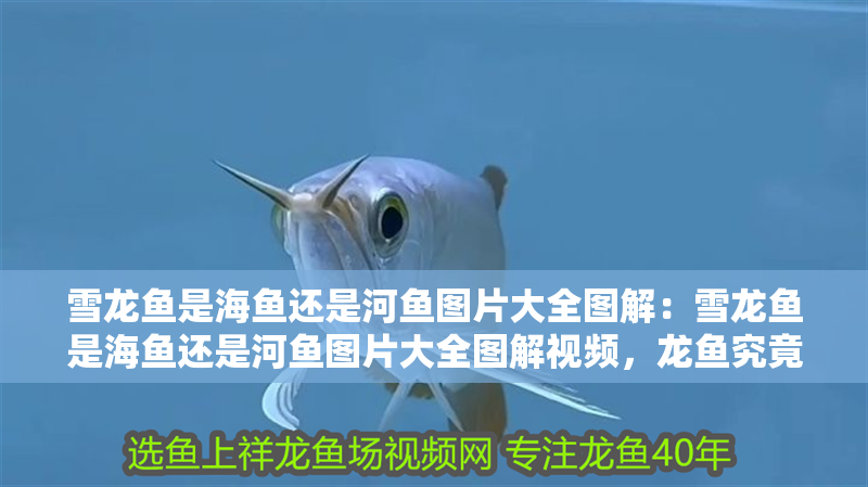 雪龍魚是海魚還是河魚圖片大全圖解：雪龍魚是海魚還是河魚圖片大全圖解視頻，龍魚究竟屬于海魚還是河魚？高清圖解與