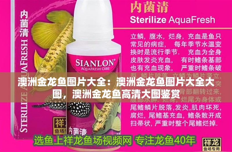 澳洲金龍魚圖片大全：澳洲金龍魚圖片大全大圖，澳洲金龍魚高清大圖鑒賞