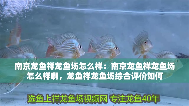 南京龍魚祥龍魚場(chǎng)怎么樣：南京龍魚祥龍魚場(chǎng)怎么樣啊，龍魚祥龍魚場(chǎng)綜合評(píng)價(jià)如何
