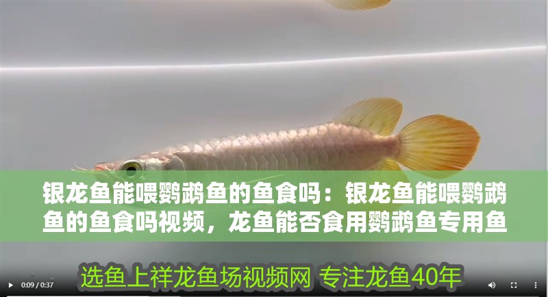 銀龍魚能喂鸚鵡魚的魚食嗎：銀龍魚能喂鸚鵡魚的魚食嗎視頻，龍魚能否食用鸚鵡魚專用魚食？視頻解析喂養(yǎng)要點
