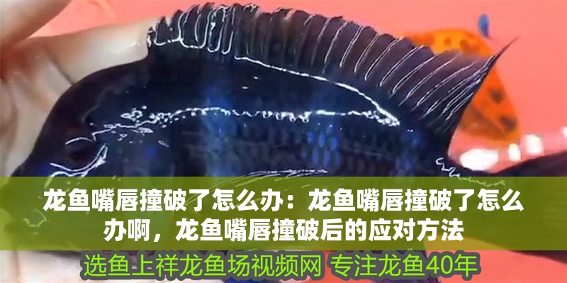 龍魚嘴唇撞破了怎么辦：龍魚嘴唇撞破了怎么辦啊，龍魚嘴唇撞破后的應對方法