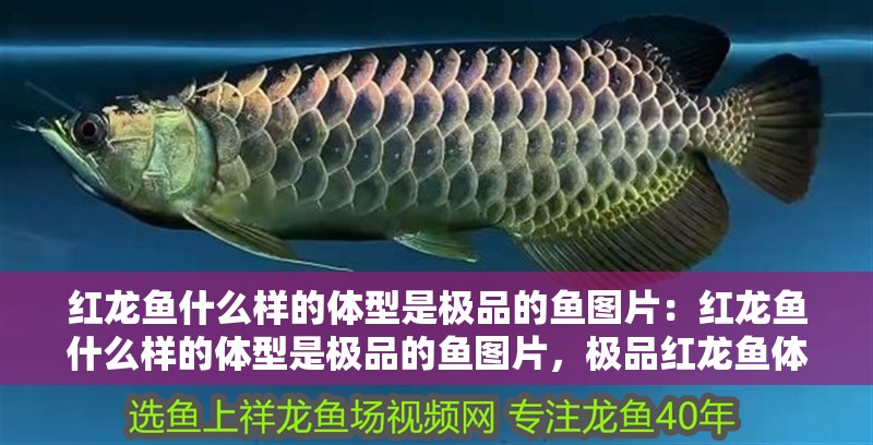 紅龍魚什么樣的體型是極品的魚圖片：紅龍魚什么樣的體型是極品的魚圖片，極品紅龍魚體型鑒賞圖鑒