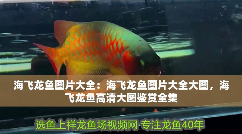 海飛龍魚圖片大全：海飛龍魚圖片大全大圖，海飛龍魚高清大圖鑒賞全集
