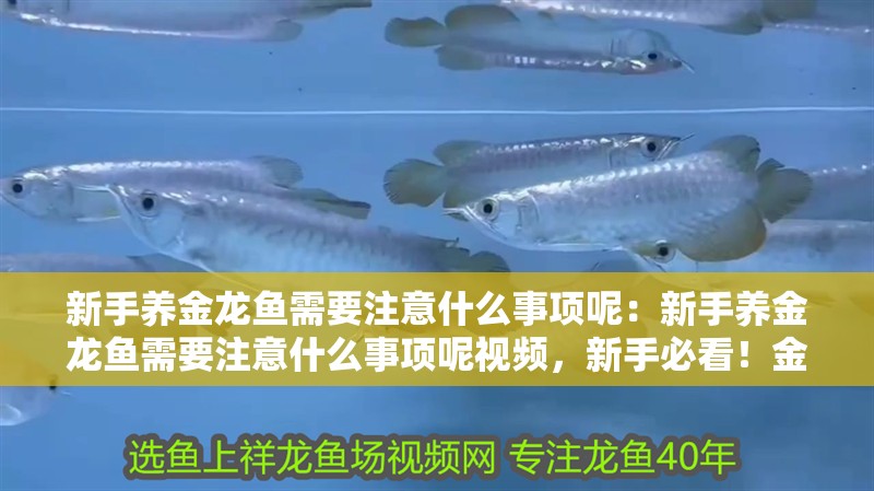 新手養金龍魚需要注意什么事項呢：新手養金龍魚需要注意什么事項呢視頻，新手必看！金龍魚飼養全攻略及注意事項詳解視頻