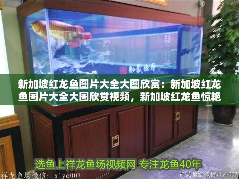 新加坡紅龍魚圖片大全大圖欣賞：新加坡紅龍魚圖片大全大圖欣賞視頻，新加坡紅龍魚驚艷視覺盛宴，高清大圖與精彩視頻