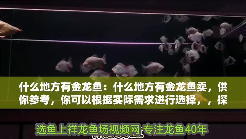 什么地方有金龍魚：什么地方有金龍魚賣，供你參考，你可以根據實際需求進行選擇，，探尋金龍魚售賣之地，金龍魚在哪里有售？，何處能買到