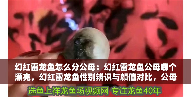 幻紅雷龍魚怎么分公母：幻紅雷龍魚公母哪個漂亮，幻紅雷龍魚性別辨識與顏值對比，公母誰
