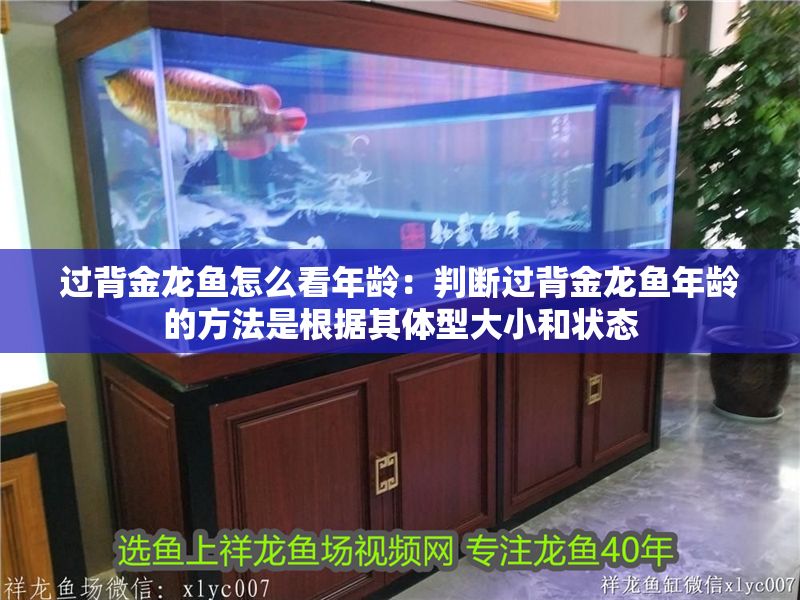 過背金龍魚怎么看年齡：判斷過背金龍魚年齡的方法是根據其體型大小和狀態