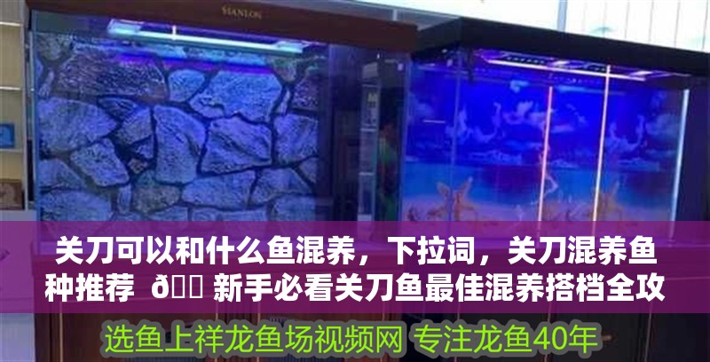 關刀可以和什么魚混養，關刀混養魚種推薦 ??新手必看關刀魚最佳混養搭檔全攻略，溫和共生&色彩