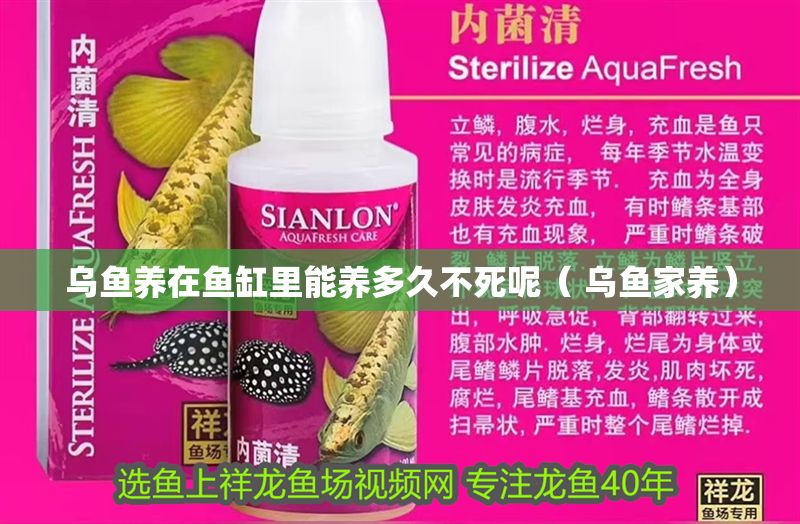 烏魚養在魚缸里能養多久不死呢（ 烏魚家養）