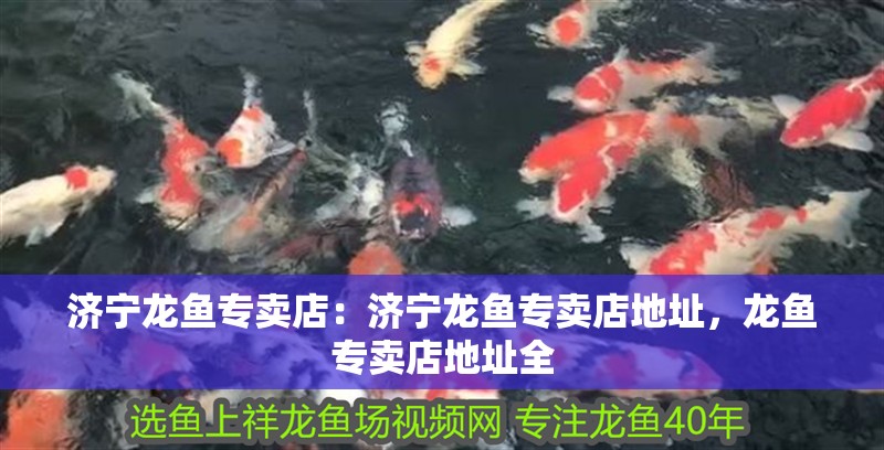 濟寧龍魚專賣店：濟寧龍魚專賣店地址，龍魚專賣店地址全
