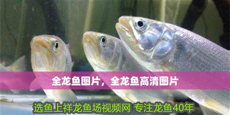全龍魚圖片，全龍魚高清圖片 全龍魚圖片，全龍魚高清圖片 龍魚百科 第10張