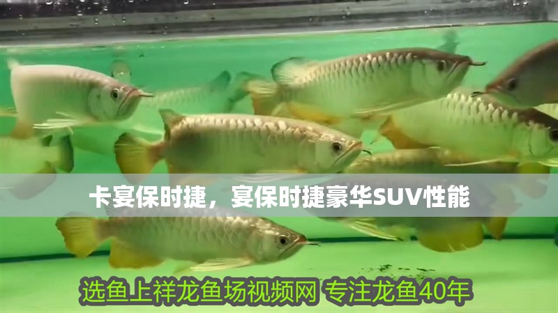 卡宴保時捷，宴保時捷豪華SUV性能