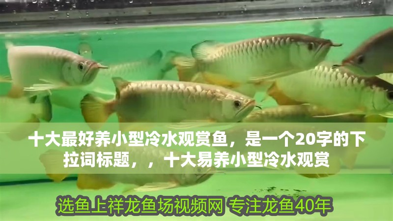 十大最好養小型冷水觀賞魚，是一個20字的下拉詞標題，，十大易養小型冷水觀賞