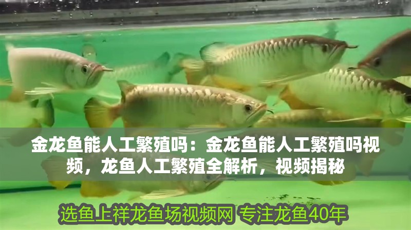金龍魚能人工繁殖嗎：金龍魚能人工繁殖嗎視頻，龍魚人工繁殖全解析，視頻揭秘