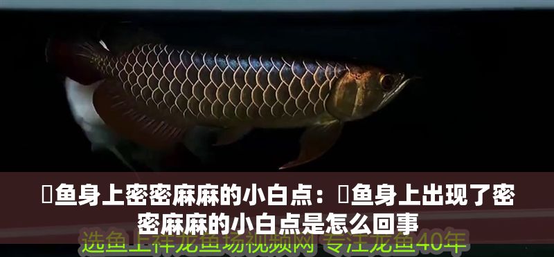魟魚身上密密麻麻的小白點:魟魚身上出現了密密麻麻的小白點是怎么回事 魟魚百科 第2張 魟魚身上密密麻麻的小白點:魟魚身上出現了密密麻麻的小白點是怎么回事 魟魚身上密密麻麻的小白點:魟魚身上出現了密密麻麻的小白點是怎么回事 魟魚百科 第2張