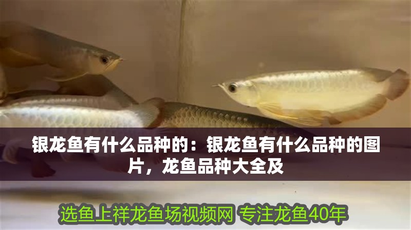 銀龍魚有什么品種的：銀龍魚有什么品種的圖片，龍魚品種大全及