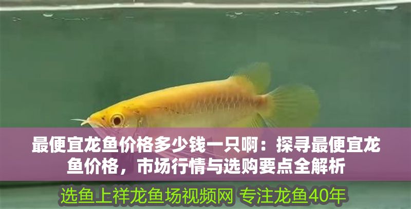 最便宜龍魚價格多少錢一只啊：探尋最便宜龍魚價格，市場行情與選購要點全解析