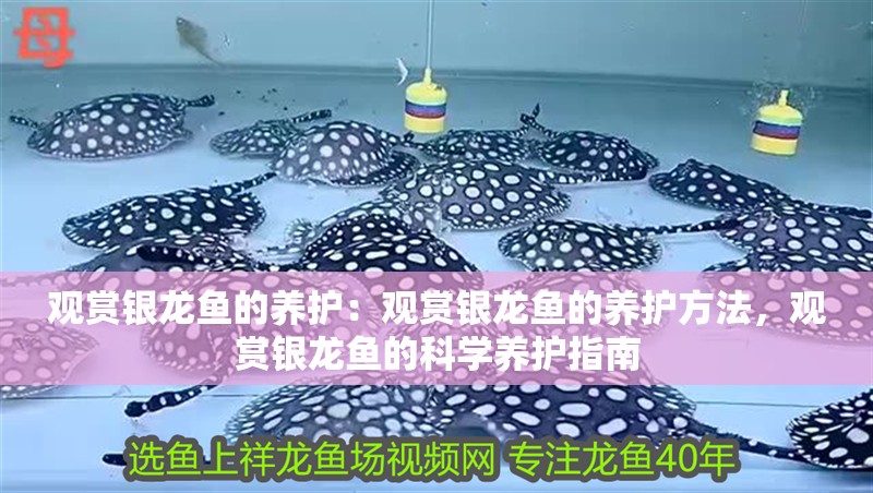 觀賞銀龍魚的養護：觀賞銀龍魚的養護方法，觀賞銀龍魚的科學養護指南